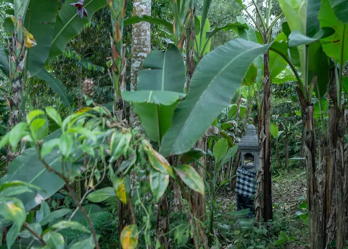 Umah Tamu